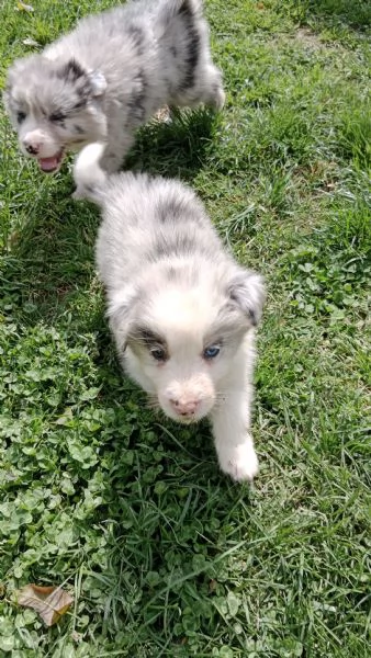 Cuccioli border collie con pedigree | Foto 2