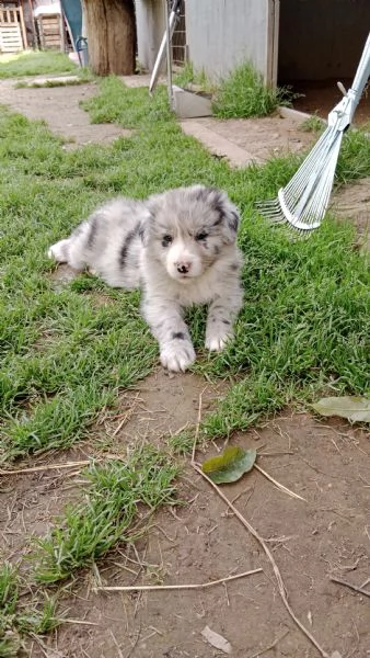 Cuccioli border collie con pedigree