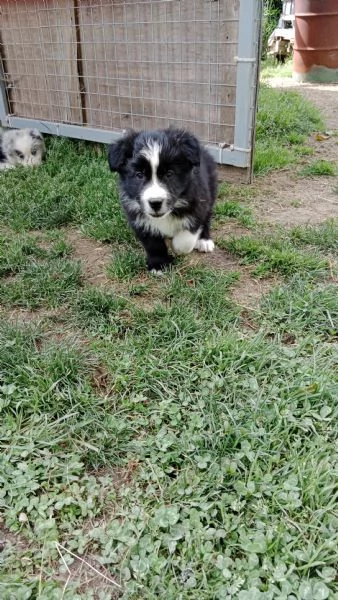 Cuccioli border collie con pedigree | Foto 0