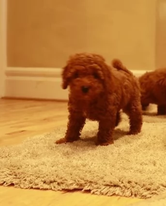 Cuccioli barboncino toy