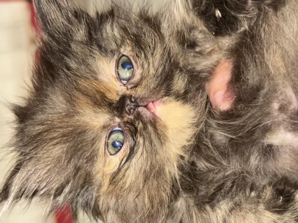 Gattini persiani | Foto 4