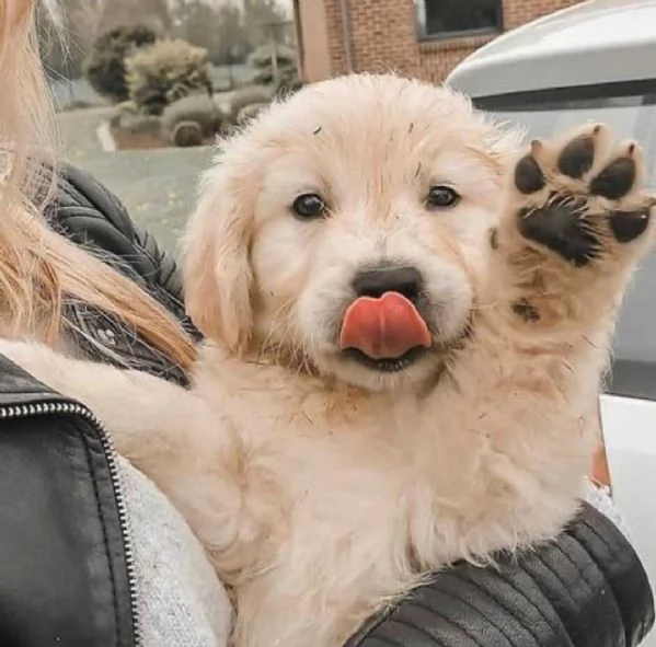 Regalo Cuccioli di Golden retriver Disponibili bellissimi cuccioli di Golden taglia standard mantell