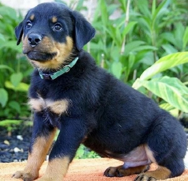 Magnifici cuccioli di Rottweiler in adozione  | Foto 3