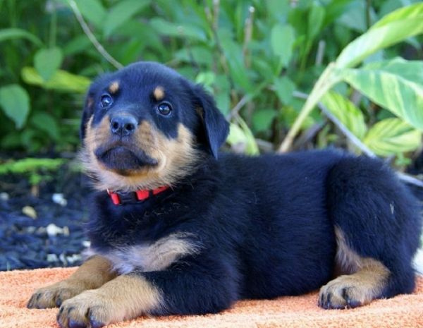 Magnifici cuccioli di Rottweiler in adozione  | Foto 2