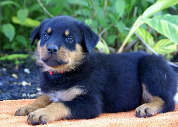 Magnifici cuccioli di Rottweiler in adozione  | Foto 1