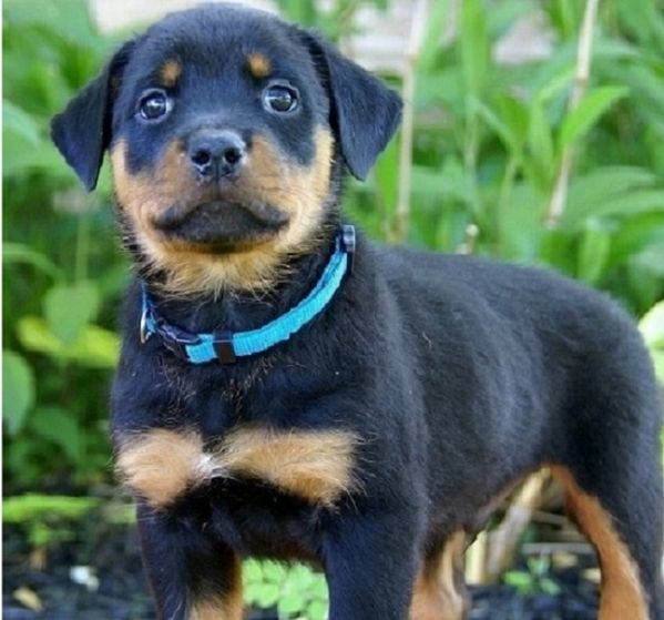 Magnifici cuccioli di Rottweiler in adozione  | Foto 0