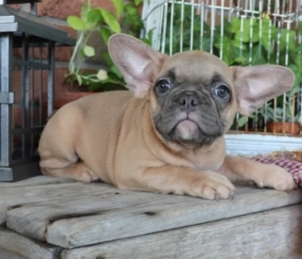 Magnifici cuccioli di bulldog francese in adozione 