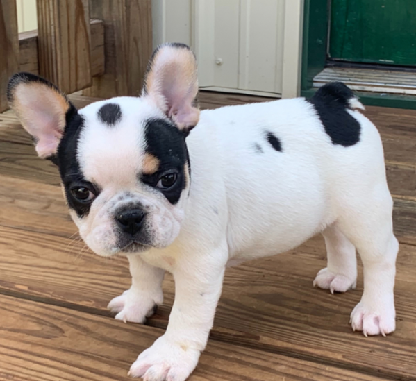 Magnifici cuccioli di bulldog francese in adozione  | Foto 6