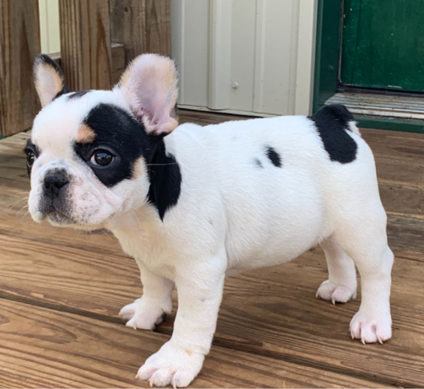 Magnifici cuccioli di bulldog francese in adozione  | Foto 4