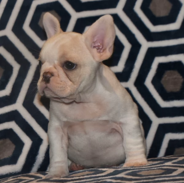 Magnifici cuccioli di bulldog francese in adozione  | Foto 0