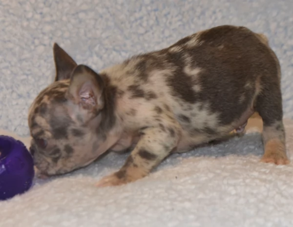 Magnifici cuccioli di bulldog francese in adozione  | Foto 1