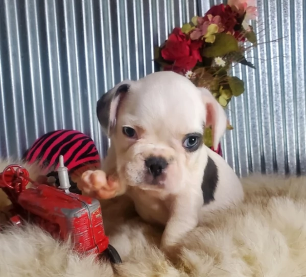 Magnifici cuccioli di bulldog francese in adozione 
