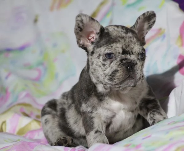Magnifici cuccioli di bulldog francese in adozione 