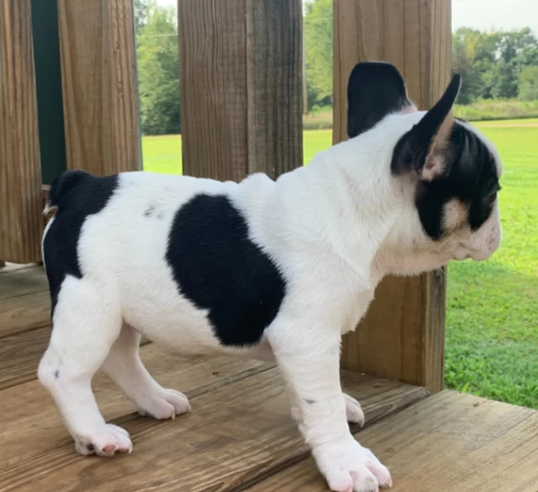 Magnifici cuccioli di bulldog francese in adozione  | Foto 2