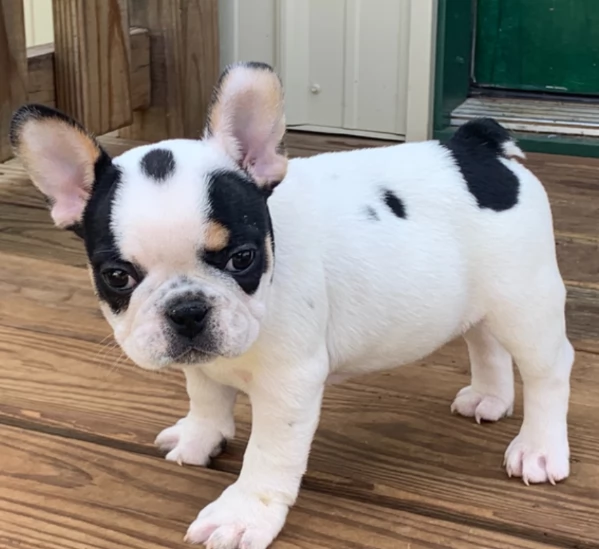 Magnifici cuccioli di bulldog francese in adozione  | Foto 0