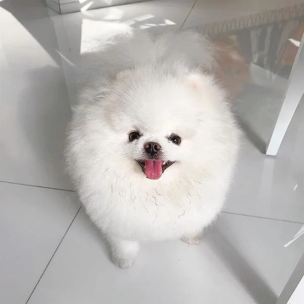 Teacup Cuccioli di Pomerania (+[numero nascosto]60) 