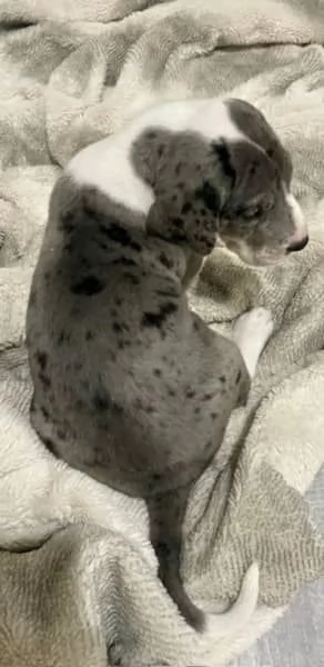 Cuccioli di alano di razza pura