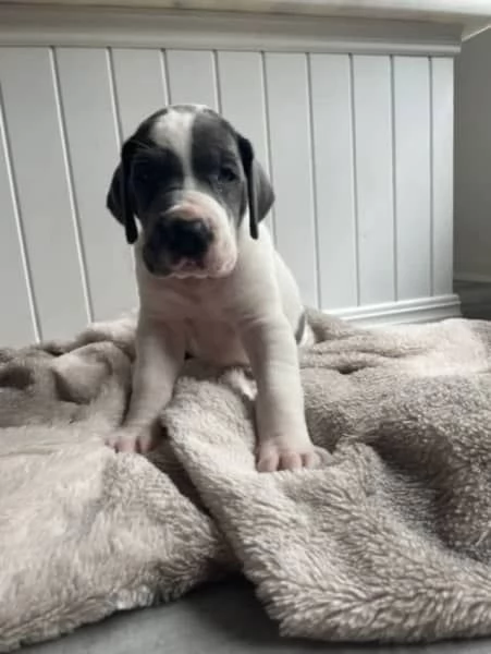 Cuccioli di alano di razza pura | Foto 4