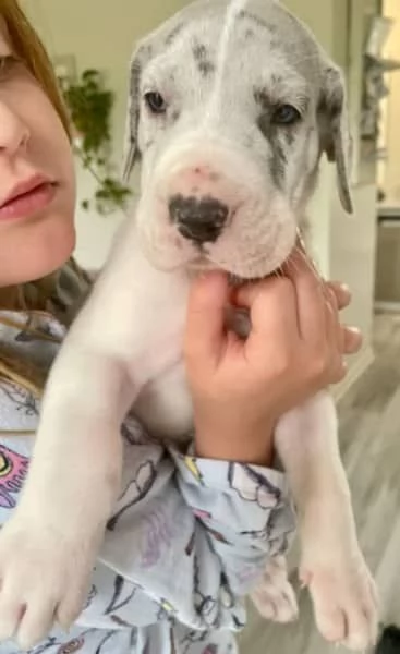 Cuccioli di alano di razza pura | Foto 3