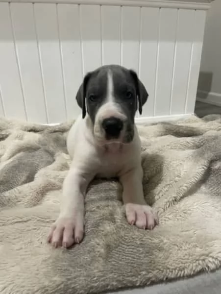 Cuccioli di alano di razza pura | Foto 2