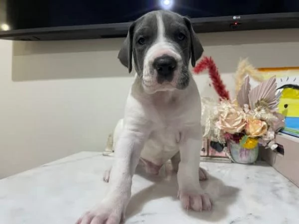 Cuccioli di alano di razza pura | Foto 1