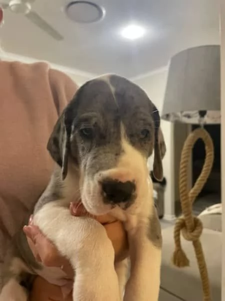 Cuccioli di alano di razza pura | Foto 0