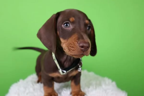 Cuccioli di bassotto in miniatura | Foto 5