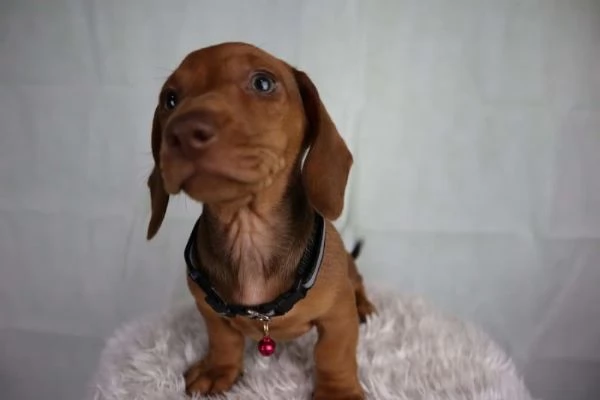 Cuccioli di bassotto in miniatura | Foto 4