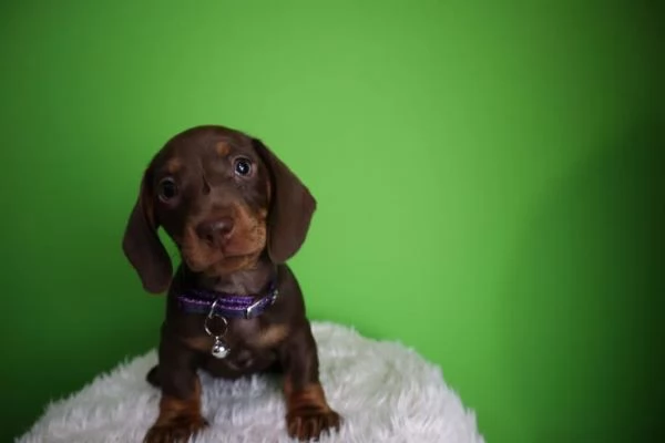 Cuccioli di bassotto in miniatura