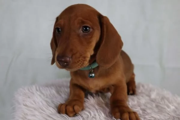 Cuccioli di bassotto in miniatura | Foto 3