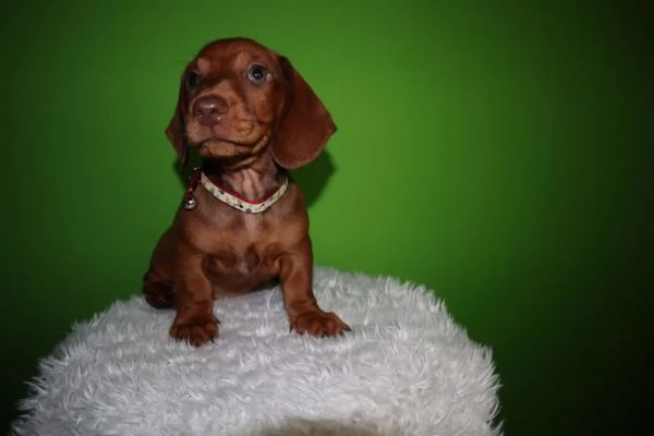 Cuccioli di bassotto in miniatura | Foto 2