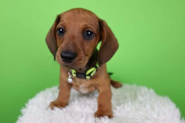 Cuccioli di bassotto in miniatura | Foto 1