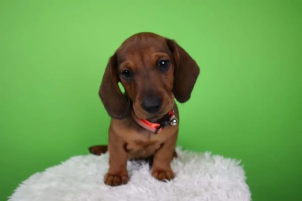 Cuccioli di bassotto in miniatura | Foto 0