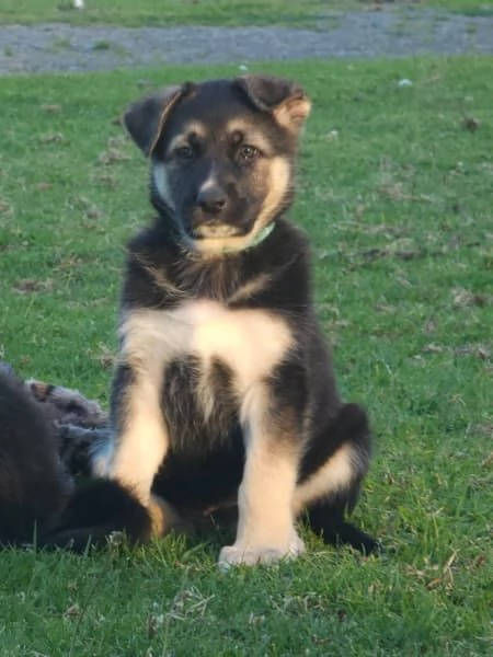 Cuccioli di pastore tedesco | Foto 5