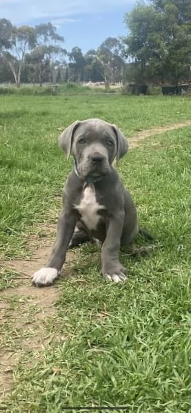 CUCCIOLI DI CANE CORSO RAZZA PURA BLU | Foto 6