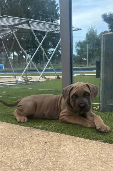 CUCCIOLI DI CANE CORSO RAZZA PURA BLU | Foto 5