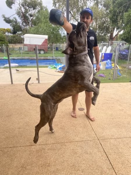 CUCCIOLI DI CANE CORSO RAZZA PURA BLU | Foto 4
