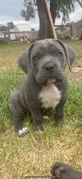 CUCCIOLI DI CANE CORSO RAZZA PURA BLU | Foto 3