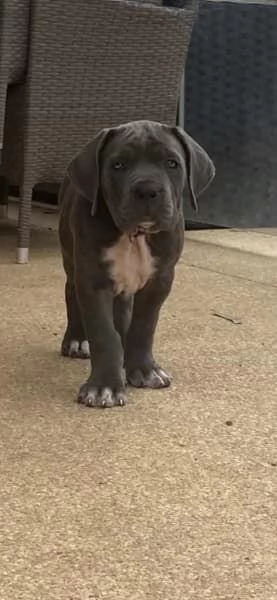 CUCCIOLI DI CANE CORSO RAZZA PURA BLU | Foto 2