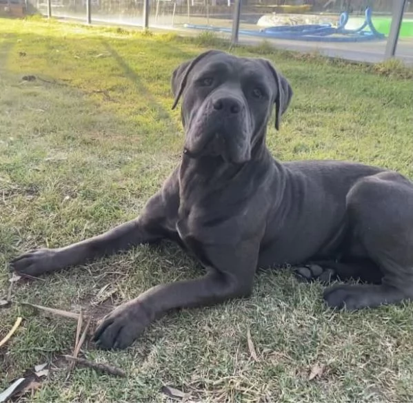 CUCCIOLI DI CANE CORSO RAZZA PURA BLU