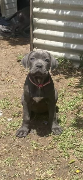 CUCCIOLI DI CANE CORSO RAZZA PURA BLU | Foto 1
