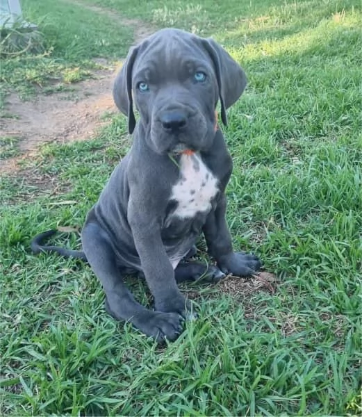 CUCCIOLI DI CANE CORSO RAZZA PURA BLU | Foto 0