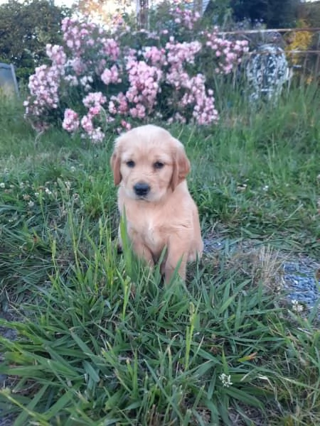 Cuccioli di Golden Retriever | Foto 2