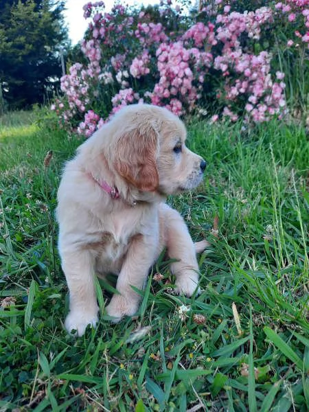 Cuccioli di Golden Retriever | Foto 1
