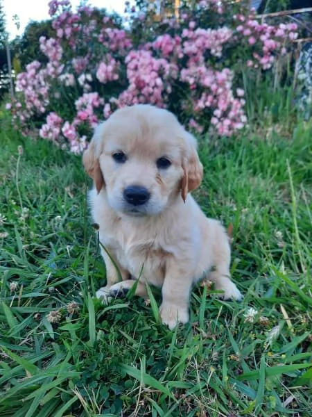 Cuccioli di Golden Retriever