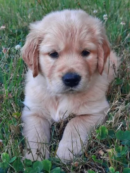 Cuccioli di Golden Retriever | Foto 0