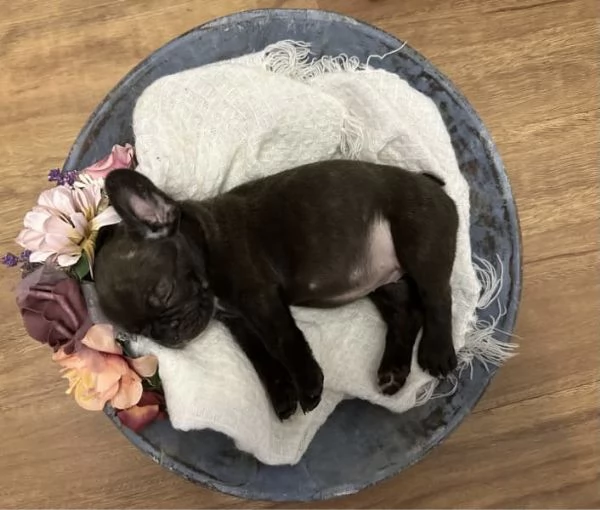 Cuccioli di Bulldog francese | Foto 5