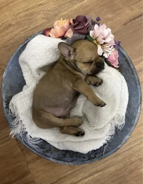 Cuccioli di Bulldog francese | Foto 4
