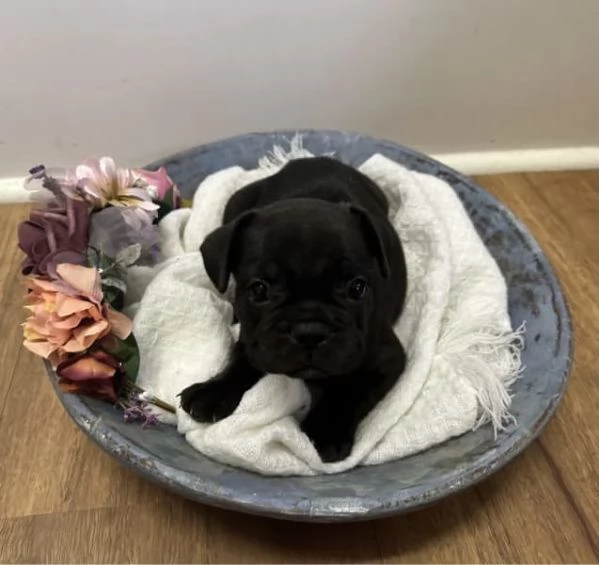 Cuccioli di Bulldog francese | Foto 3