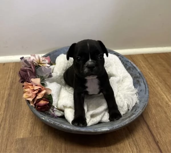 Cuccioli di Bulldog francese | Foto 2